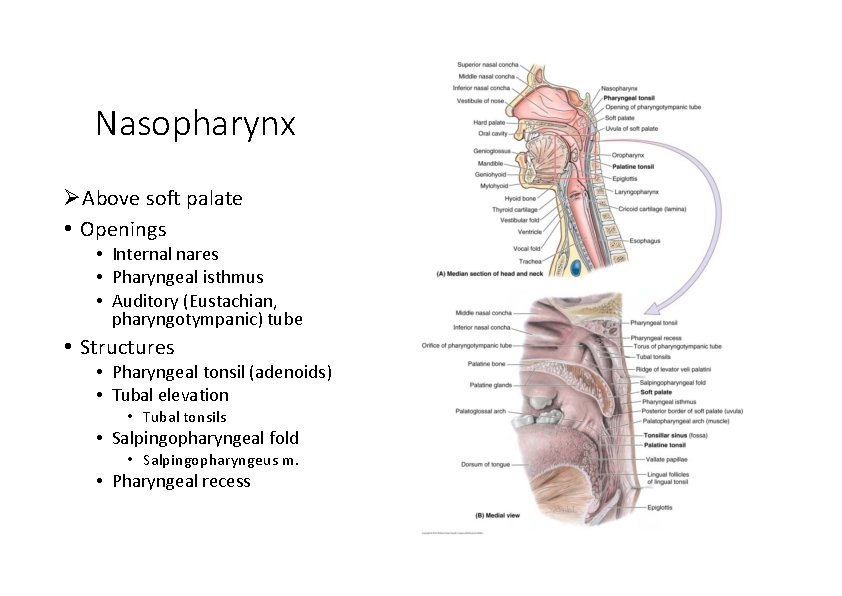 Nasopharynx Above soft palate • Openings • Internal nares • Pharyngeal isthmus • Auditory