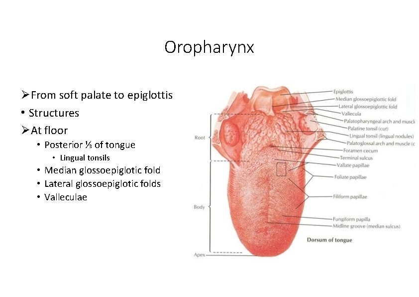 Oropharynx From soft palate to epiglottis • Structures At floor • Posterior ⅓ of