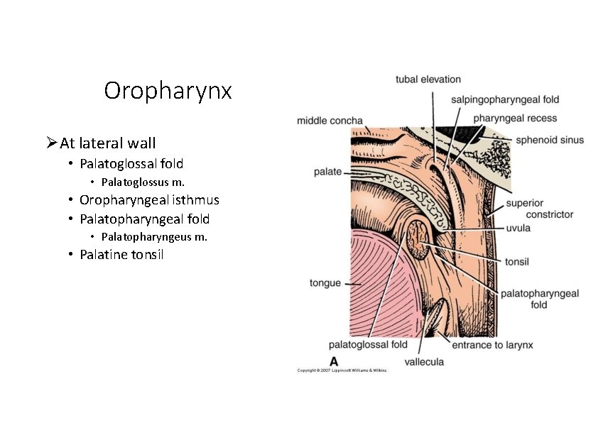 Oropharynx At lateral wall • Palatoglossal fold • Palatoglossus m. • Oropharyngeal isthmus •