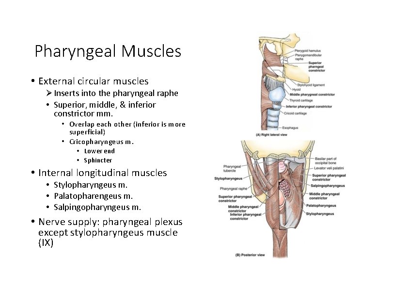 Pharyngeal Muscles • External circular muscles Inserts into the pharyngeal raphe • Superior, middle,