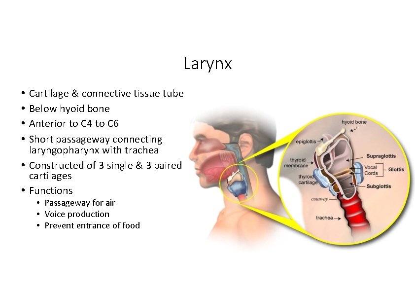 Larynx Cartilage & connective tissue tube Below hyoid bone Anterior to C 4 to