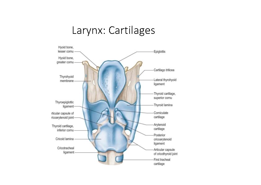 Larynx: Cartilages 