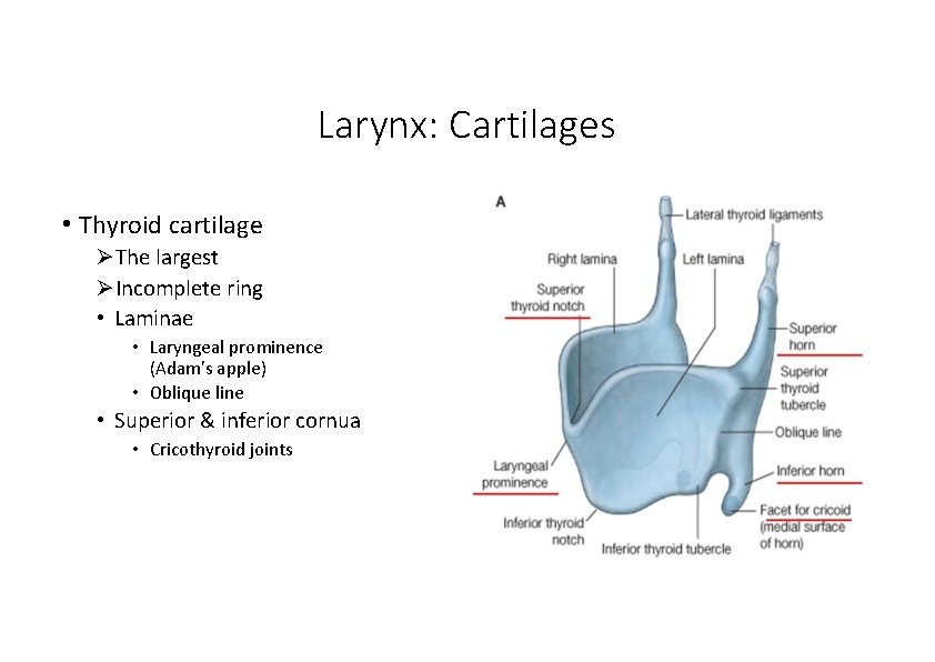 Larynx: Cartilages • Thyroid cartilage The largest Incomplete ring • Laminae • Laryngeal prominence