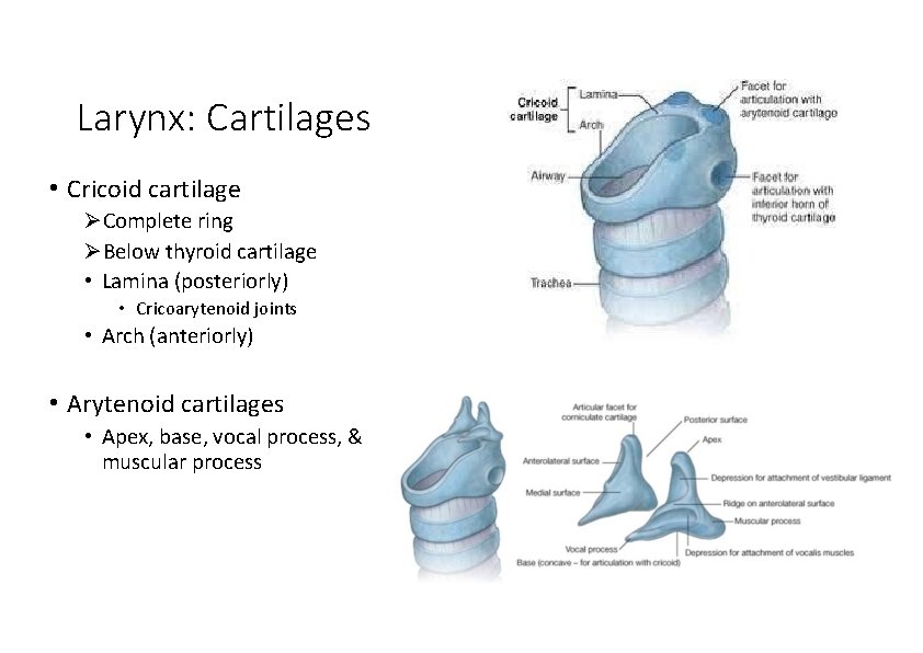 Larynx: Cartilages • Cricoid cartilage Complete ring Below thyroid cartilage • Lamina (posteriorly) •