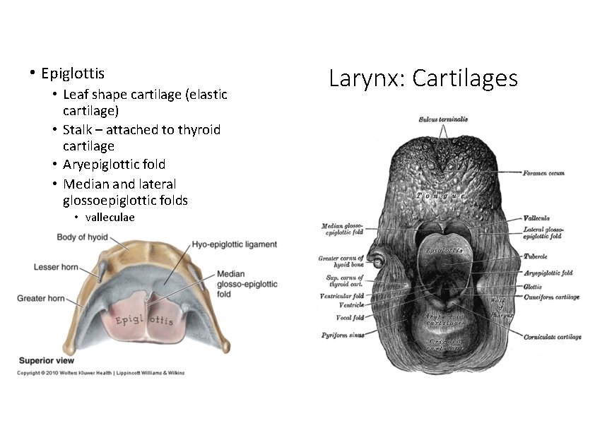  • Epiglottis • Leaf shape cartilage (elastic cartilage) • Stalk – attached to