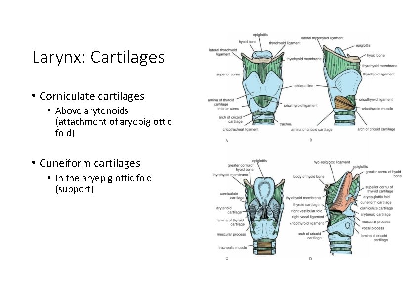 Larynx: Cartilages • Corniculate cartilages • Above arytenoids (attachment of aryepiglottic fold) • Cuneiform