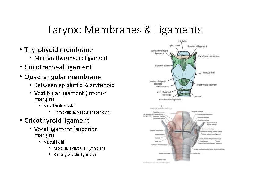 Larynx: Membranes & Ligaments • Thyrohyoid membrane • Median thyrohyoid ligament • Cricotracheal ligament