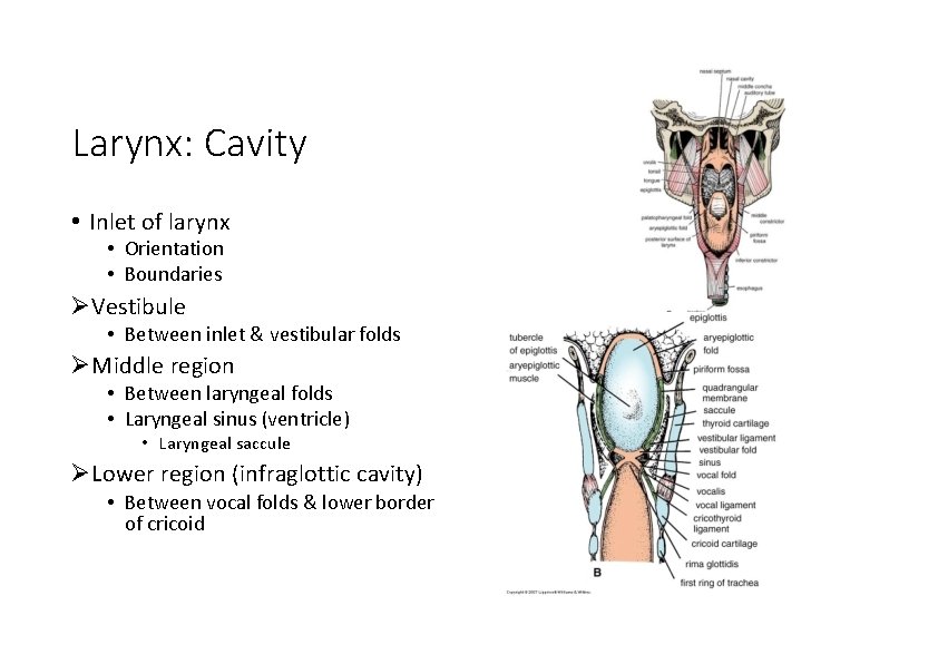 Larynx: Cavity • Inlet of larynx • Orientation • Boundaries Vestibule • Between inlet