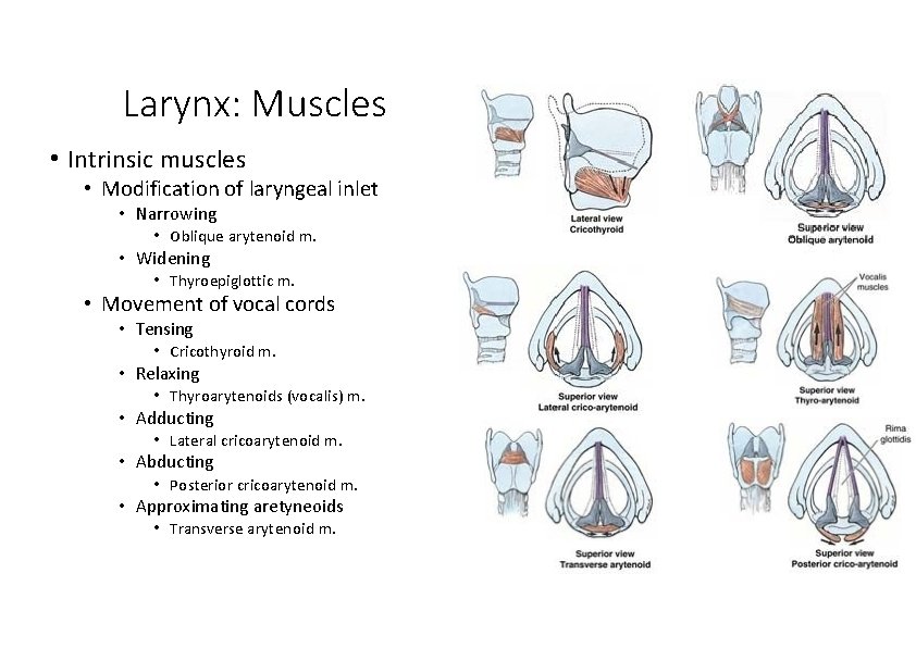 Larynx: Muscles • Intrinsic muscles • Modification of laryngeal inlet • Narrowing • Oblique