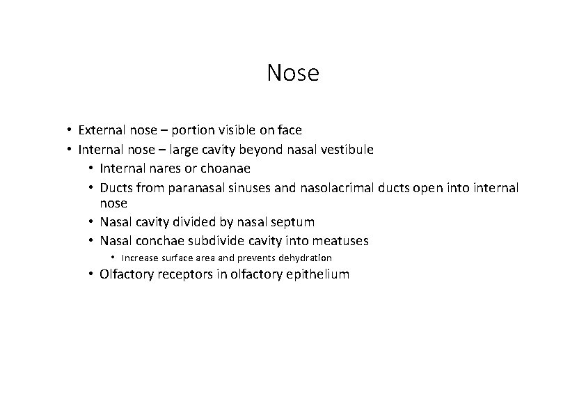 Nose • External nose – portion visible on face • Internal nose – large