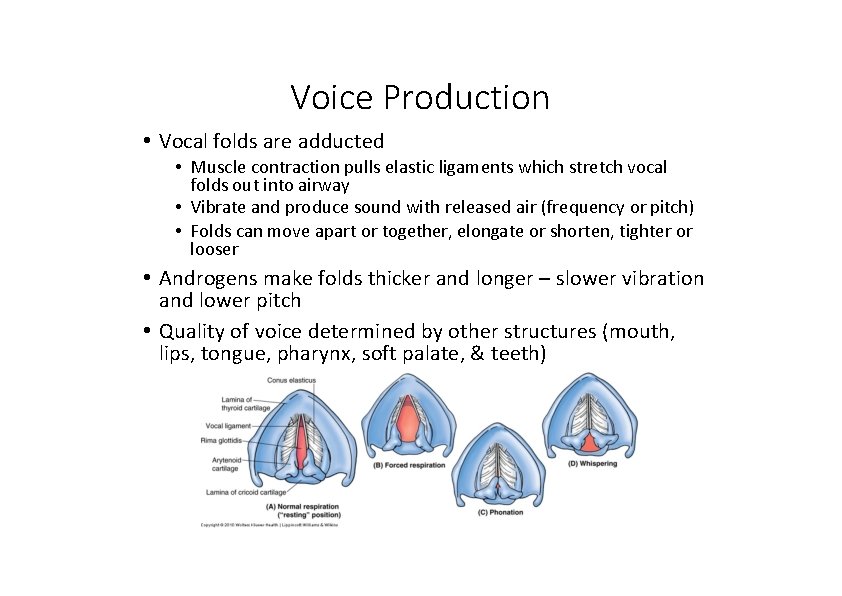 Voice Production • Vocal folds are adducted • Muscle contraction pulls elastic ligaments which