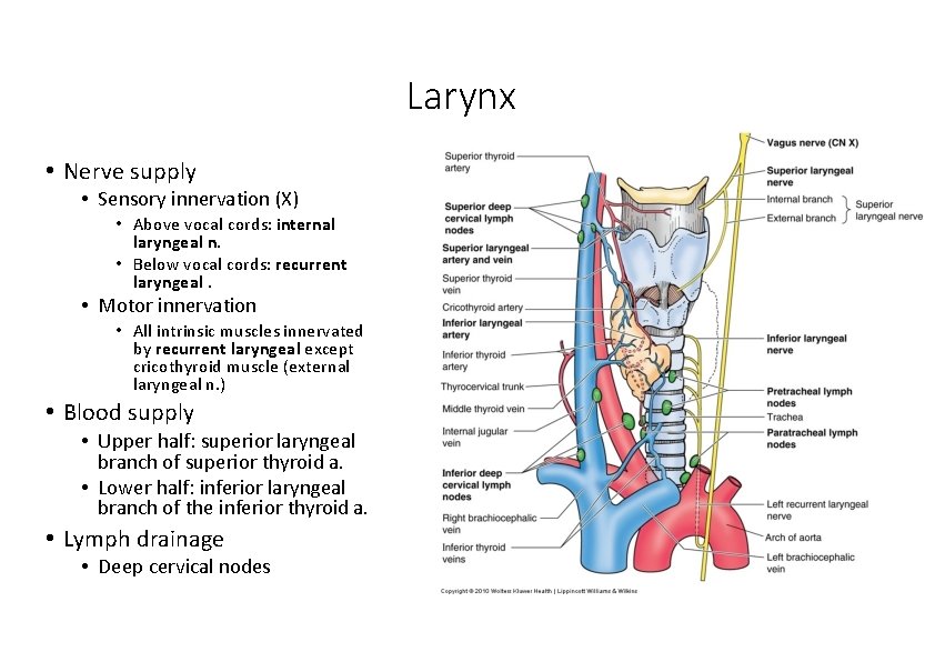 Larynx • Nerve supply • Sensory innervation (X) • Above vocal cords: internal laryngeal