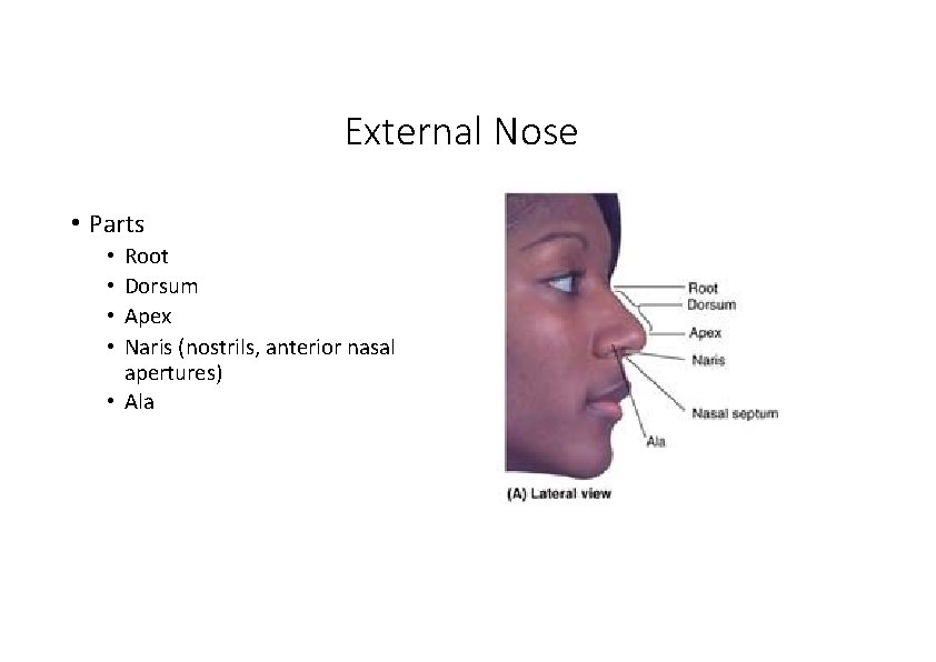 External Nose • Parts Root Dorsum Apex Naris (nostrils, anterior nasal apertures) • Ala