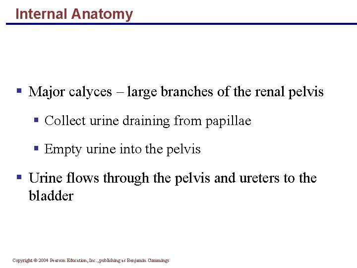 Internal Anatomy § Major calyces – large branches of the renal pelvis § Collect