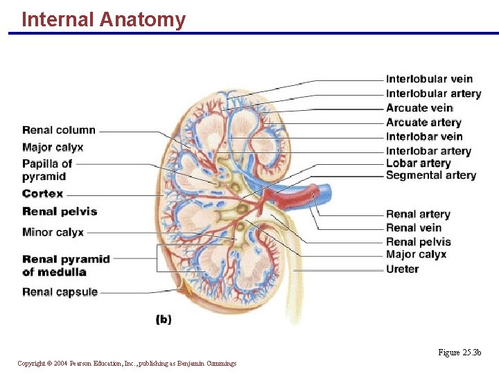 Internal Anatomy Figure 25. 3 b Copyright © 2004 Pearson Education, Inc. , publishing