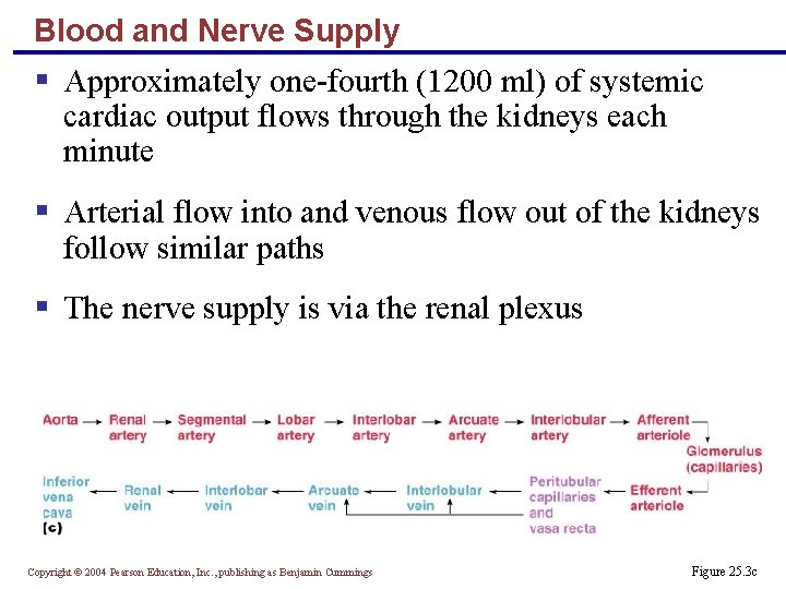 Blood and Nerve Supply § Approximately one-fourth (1200 ml) of systemic cardiac output flows