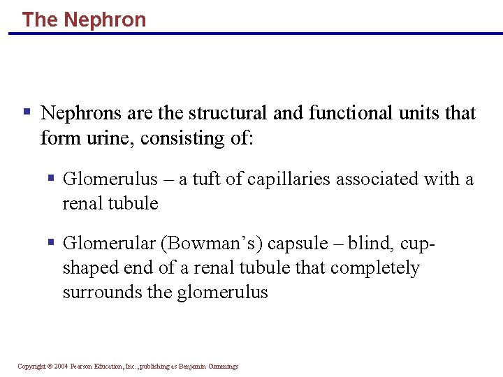 The Nephron § Nephrons are the structural and functional units that form urine, consisting
