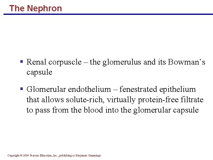 The Nephron § Renal corpuscle – the glomerulus and its Bowman’s capsule § Glomerular