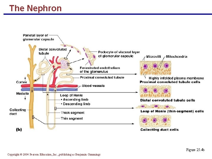 The Nephron Figure 25. 4 b Copyright © 2004 Pearson Education, Inc. , publishing