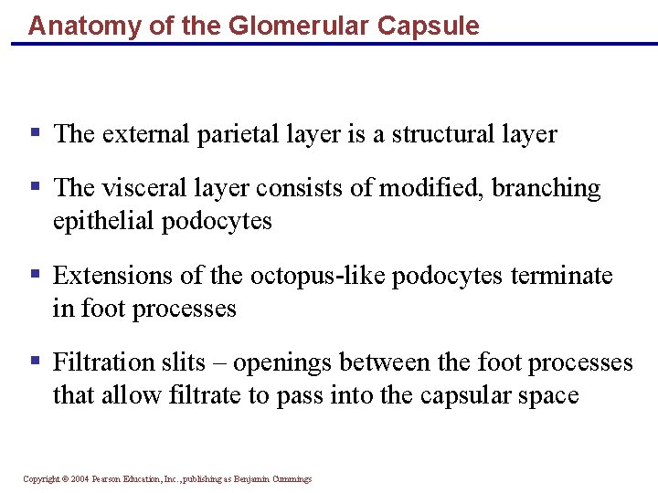 Anatomy of the Glomerular Capsule § The external parietal layer is a structural layer