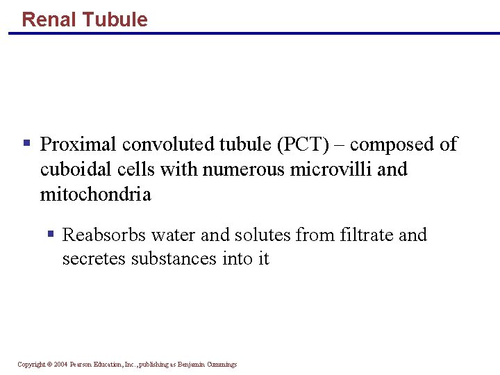 Renal Tubule § Proximal convoluted tubule (PCT) – composed of cuboidal cells with numerous