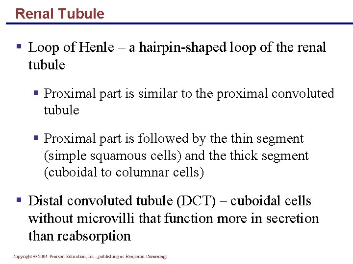 Renal Tubule § Loop of Henle – a hairpin-shaped loop of the renal tubule