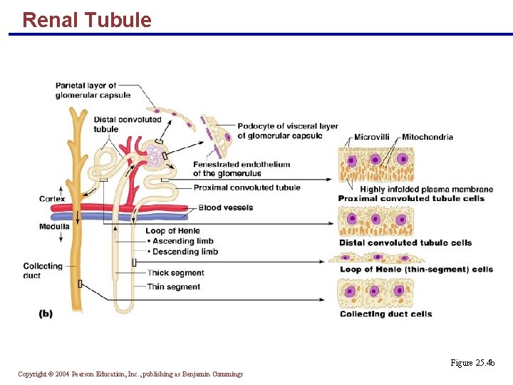 Renal Tubule Figure 25. 4 b Copyright © 2004 Pearson Education, Inc. , publishing