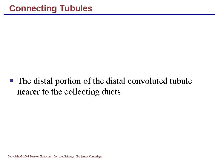 Connecting Tubules § The distal portion of the distal convoluted tubule nearer to the