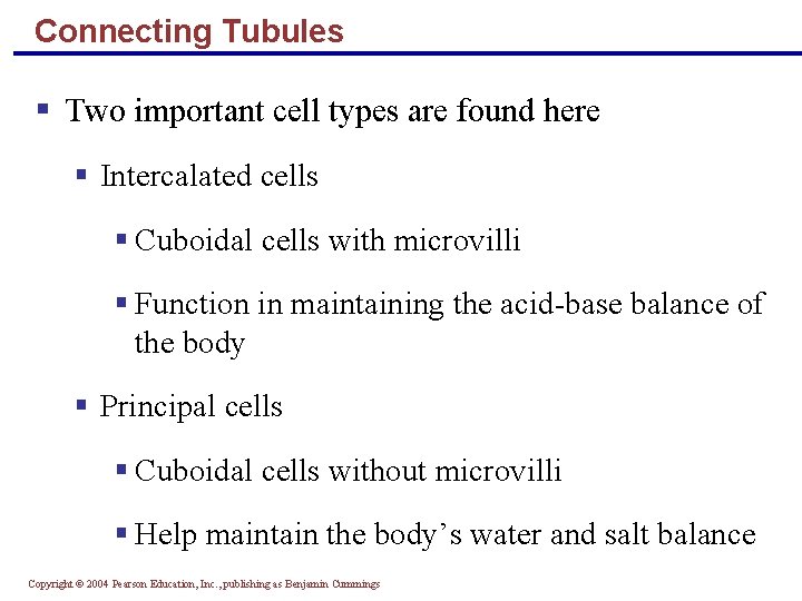 Connecting Tubules § Two important cell types are found here § Intercalated cells §