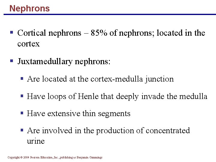 Nephrons § Cortical nephrons – 85% of nephrons; located in the cortex § Juxtamedullary