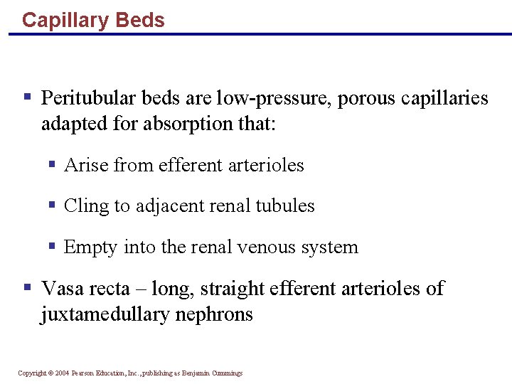 Capillary Beds § Peritubular beds are low-pressure, porous capillaries adapted for absorption that: §