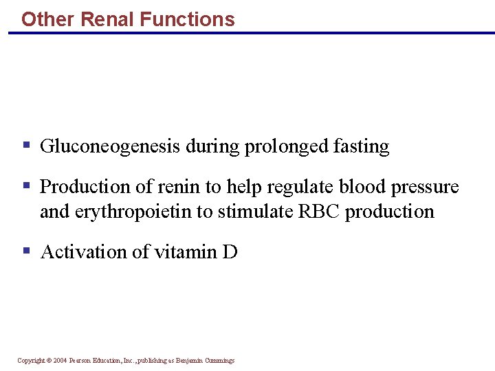 Other Renal Functions § Gluconeogenesis during prolonged fasting § Production of renin to help
