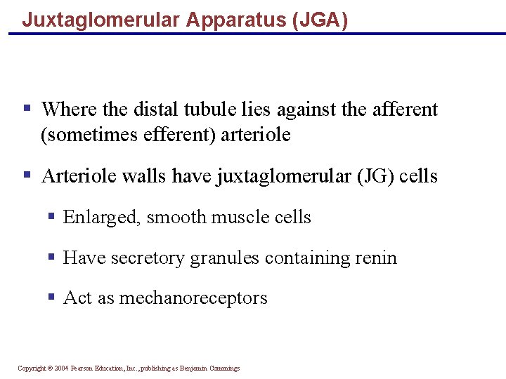 Juxtaglomerular Apparatus (JGA) § Where the distal tubule lies against the afferent (sometimes efferent)