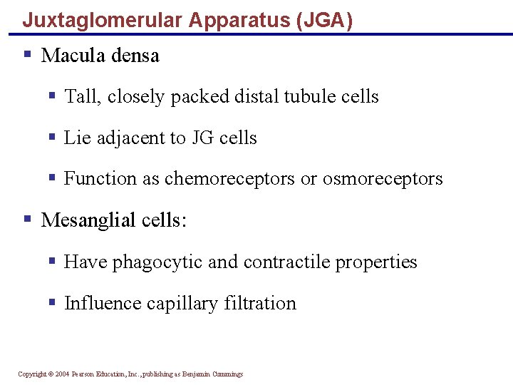 Juxtaglomerular Apparatus (JGA) § Macula densa § Tall, closely packed distal tubule cells §