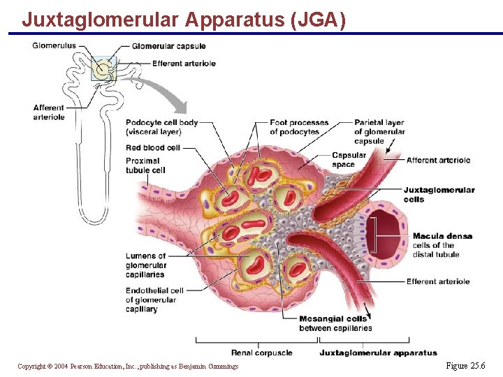 Juxtaglomerular Apparatus (JGA) Copyright © 2004 Pearson Education, Inc. , publishing as Benjamin Cummings