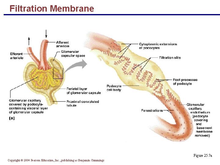 Filtration Membrane Figure 25. 7 a Copyright © 2004 Pearson Education, Inc. , publishing