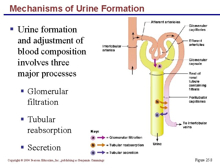 Mechanisms of Urine Formation § Urine formation and adjustment of blood composition involves three