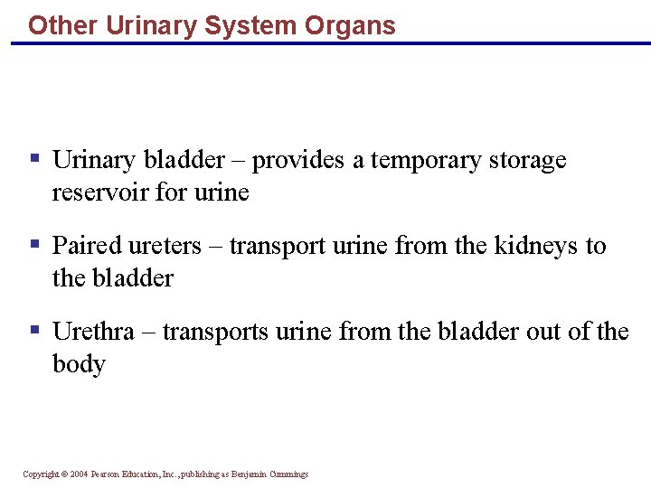 Other Urinary System Organs § Urinary bladder – provides a temporary storage reservoir for