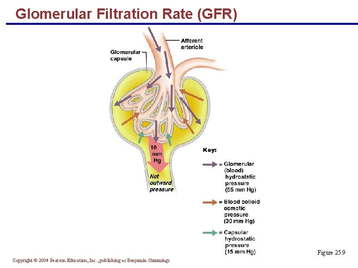 Glomerular Filtration Rate (GFR) Figure 25. 9 Copyright © 2004 Pearson Education, Inc. ,