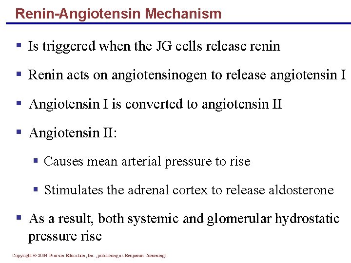 Renin-Angiotensin Mechanism § Is triggered when the JG cells release renin § Renin acts