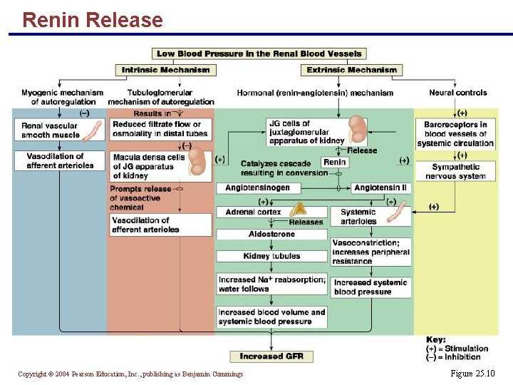 Renin Release Copyright © 2004 Pearson Education, Inc. , publishing as Benjamin Cummings Figure