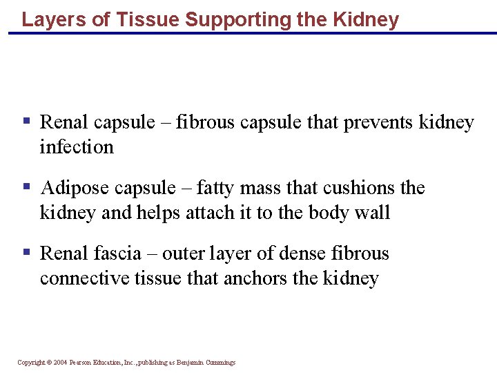 Layers of Tissue Supporting the Kidney § Renal capsule – fibrous capsule that prevents