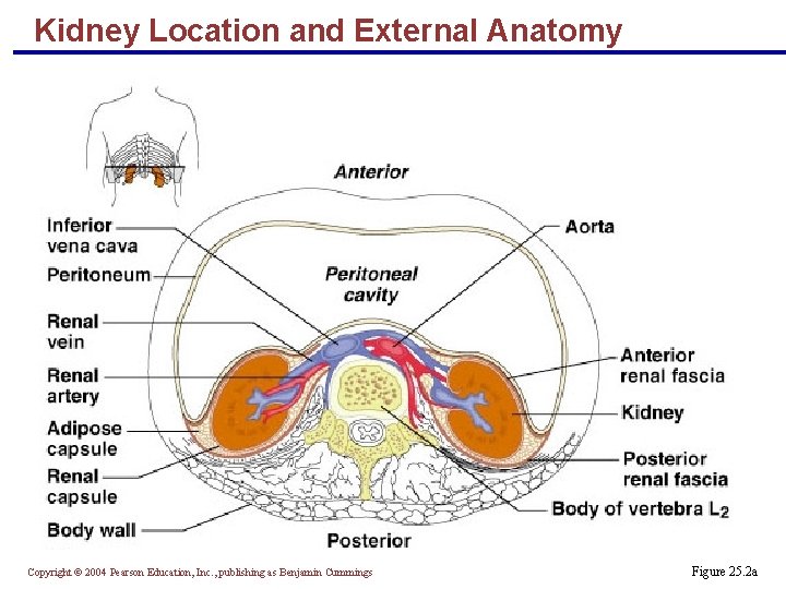 Kidney Location and External Anatomy Copyright © 2004 Pearson Education, Inc. , publishing as