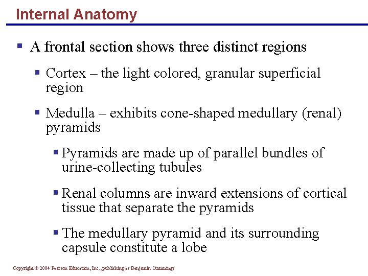 Internal Anatomy § A frontal section shows three distinct regions § Cortex – the
