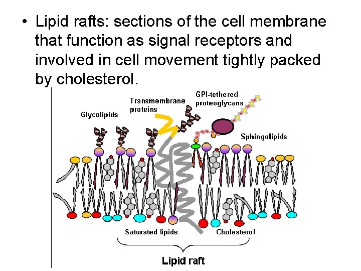  • Lipid rafts: sections of the cell membrane that function as signal receptors