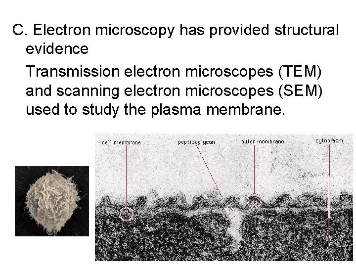 C. Electron microscopy has provided structural evidence Transmission electron microscopes (TEM) and scanning electron C. Electron microscopy has provided structural evidence Transmission electron microscopes (TEM) and scanning electron