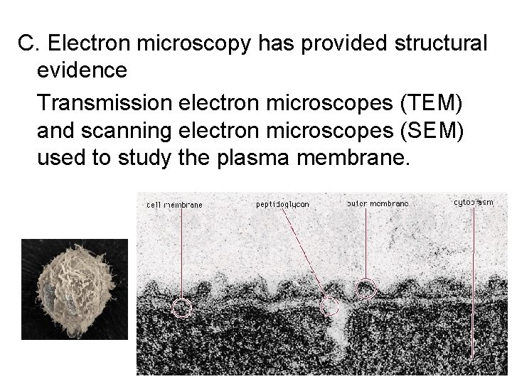 C. Electron microscopy has provided structural evidence Transmission electron microscopes (TEM) and scanning electron