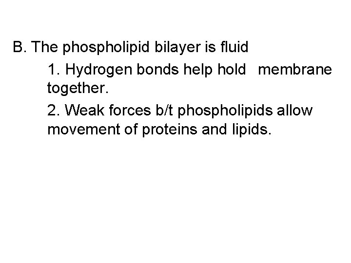 B. The phospholipid bilayer is fluid 1. Hydrogen bonds help hold membrane together. 2.