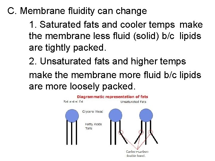 C. Membrane fluidity can change 1. Saturated fats and cooler temps make the membrane