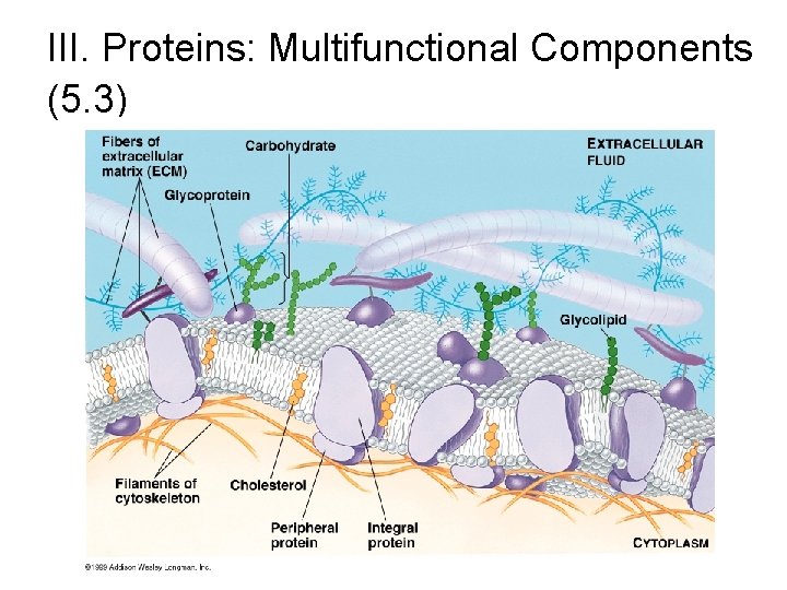 III. Proteins: Multifunctional Components (5. 3) 